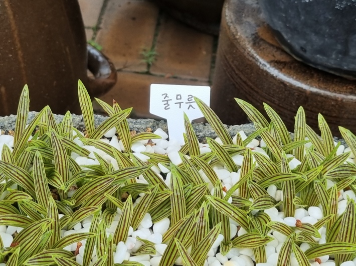 줄무릇