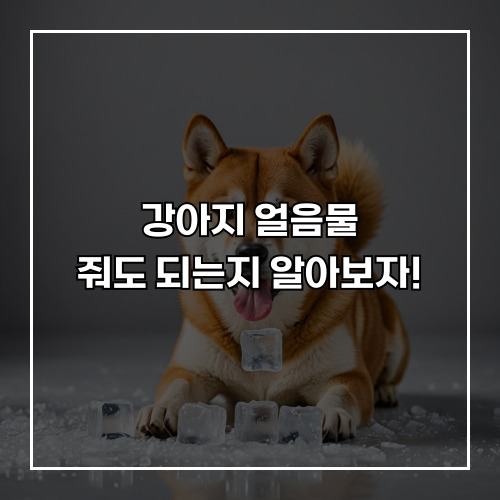 강아지 얼음물, 줘도 되는지 알아보자!