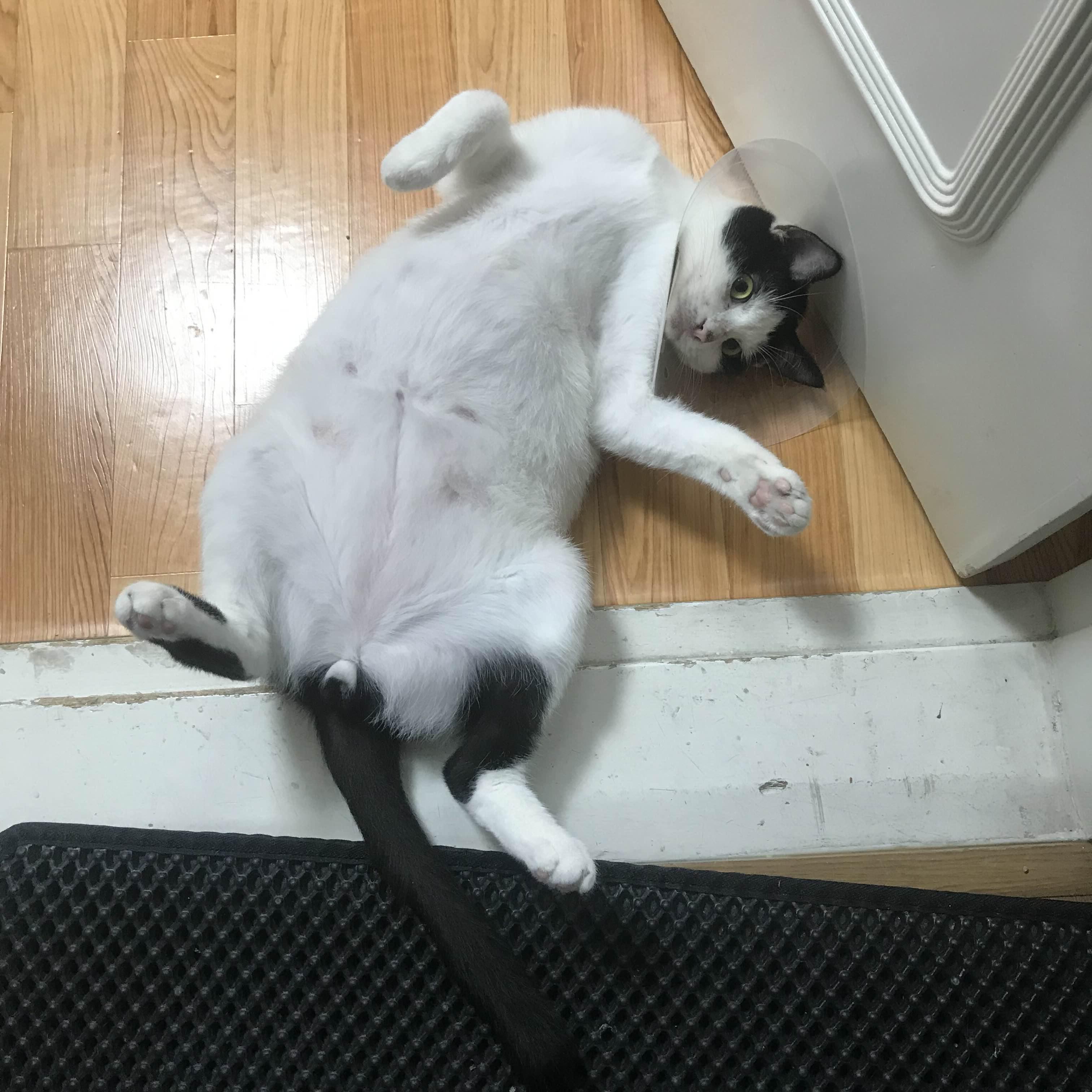 alt 태그