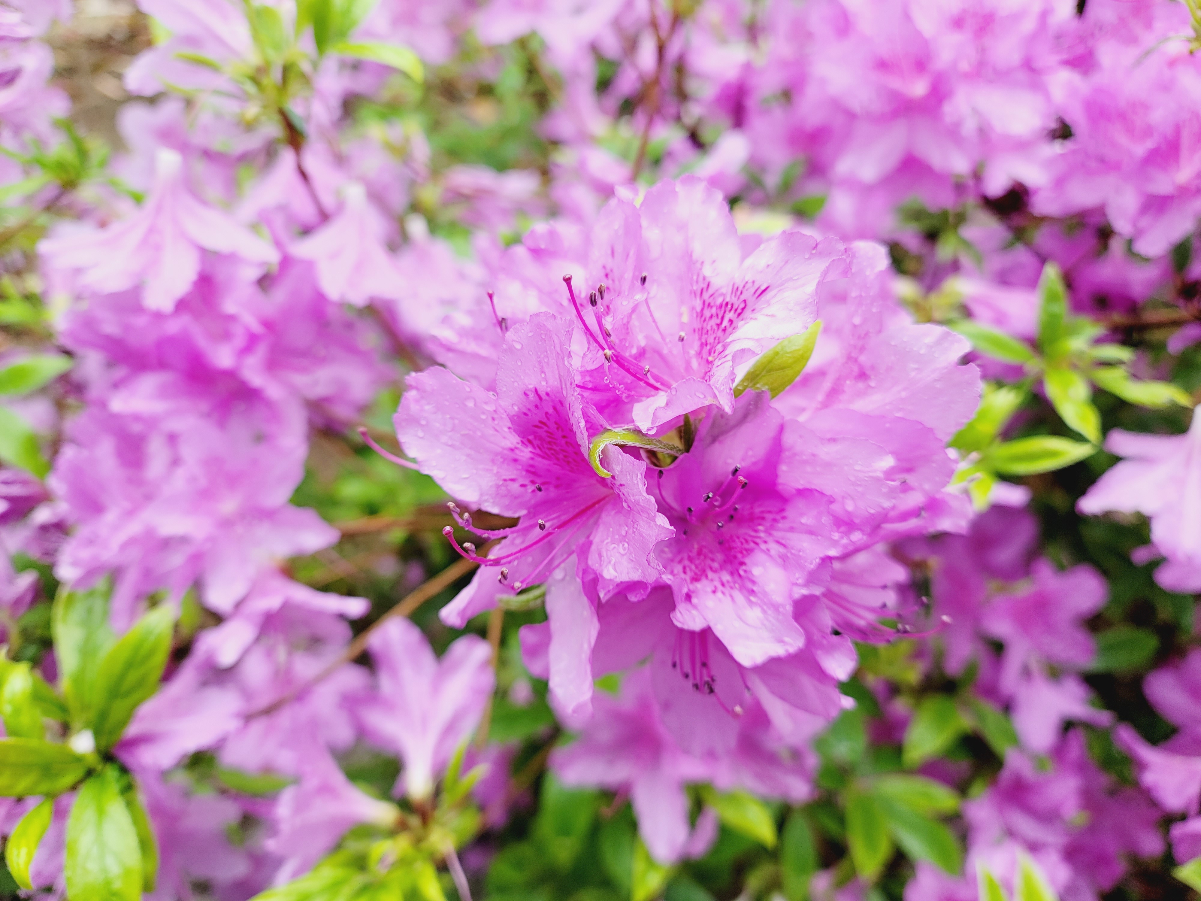 산철쭉 화단접대 34