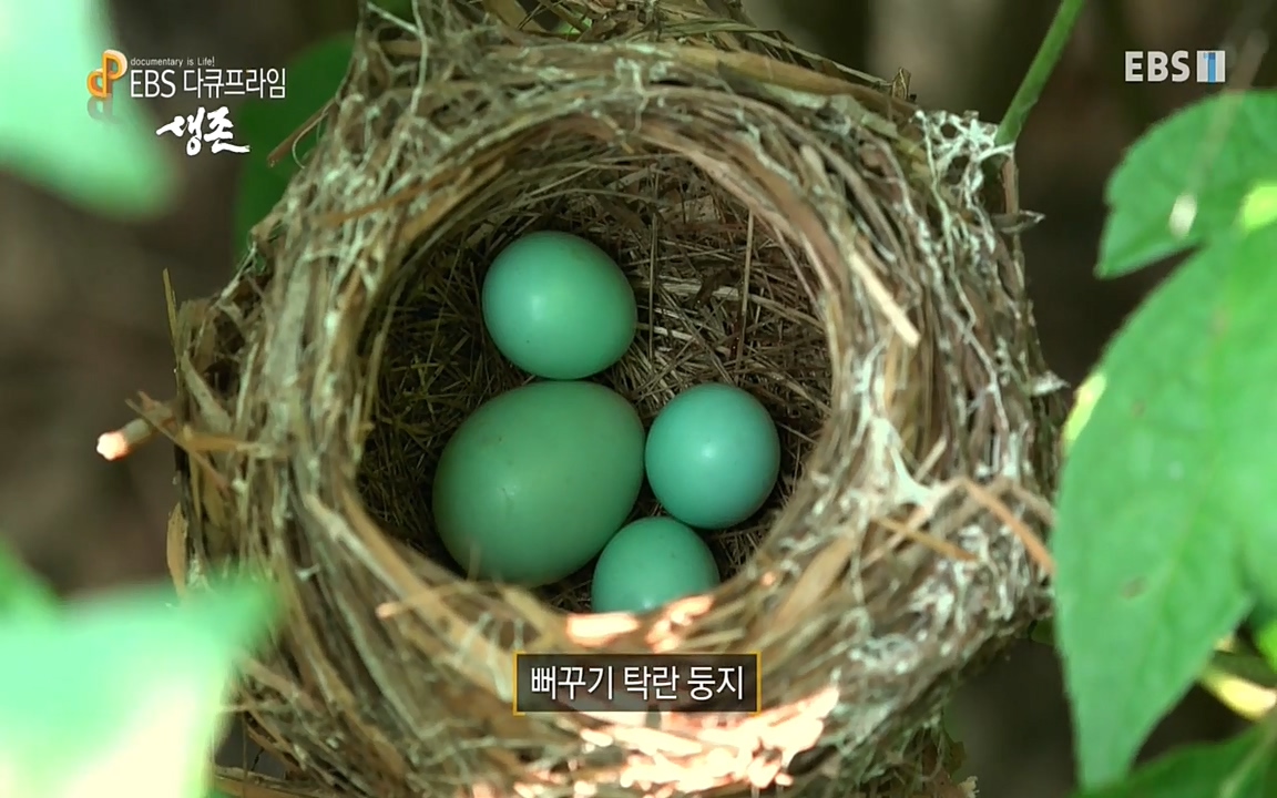 생존 3부_ EBS 다큐프라임_ 220629.avi_20220701_203925.466.jpg