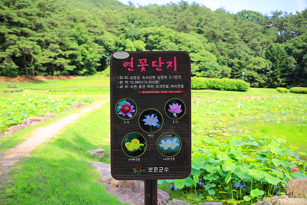 보은 속리산 연꽃단지