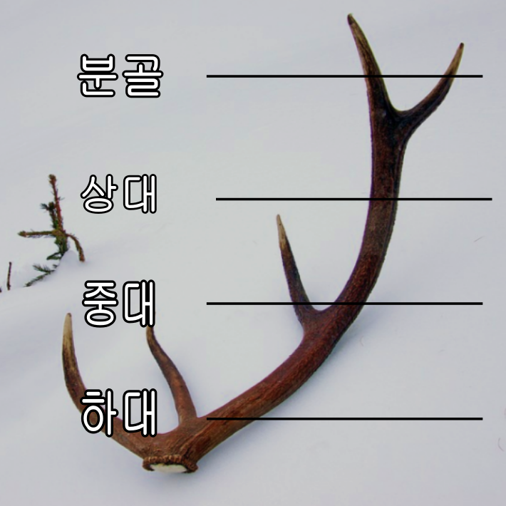 분골,상대,중대,하대