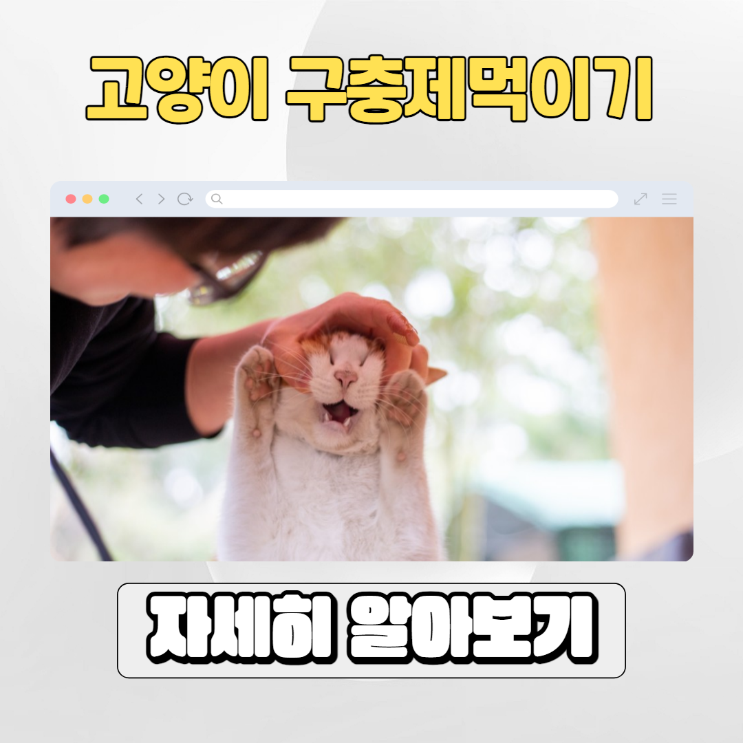  고양이 구충제 안텔민 직접 먹이기