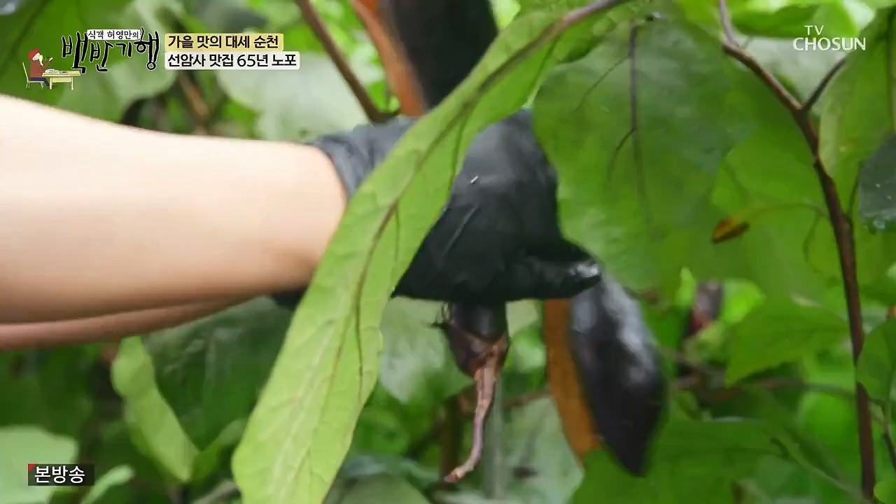 식객 허영만의 백반기행.E216.230916p-NEXT.mp4_20230916_164946.320.jpg