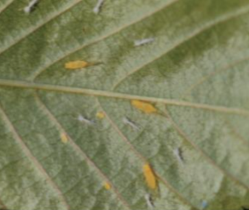 느티나무알락진딧물
