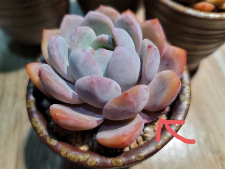 오렌지 먼로 겨울 염소 여름잎 정리 다육 식물 키우는 법 종류명, 18
