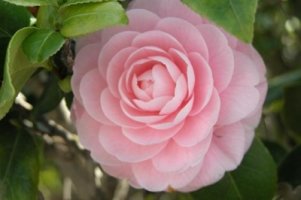  어린 여자의 서원(민30:3~4)