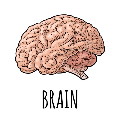 뇌-이미지