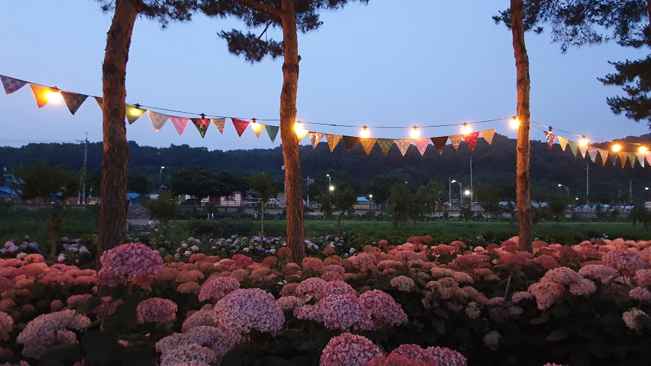 수국 야간풍경
