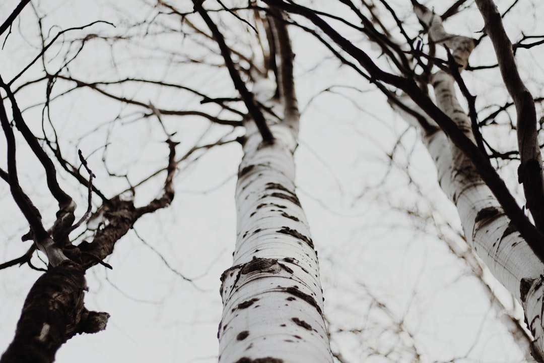 Birch