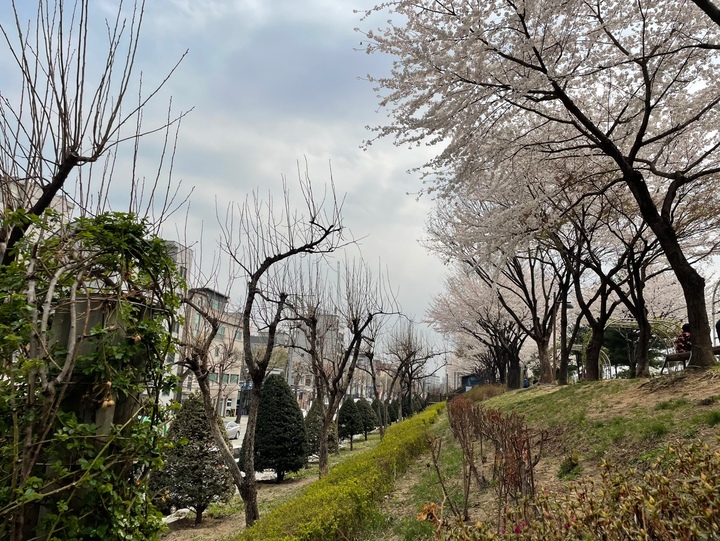 서울의 숨은 벚꽃 명소, 중랑천 벚꽃길을 돌아보며 7