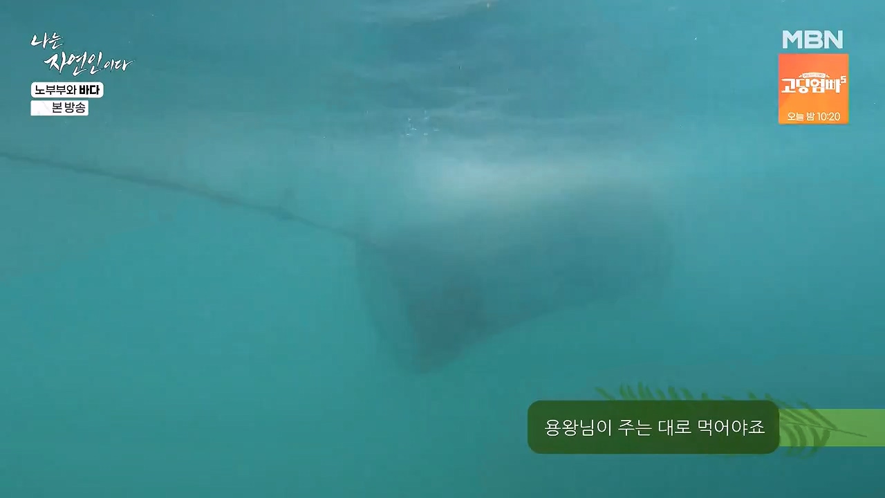 나는 자연인이다.E610.240620p-NEXT.mp4_20240620_194746.629.jpg