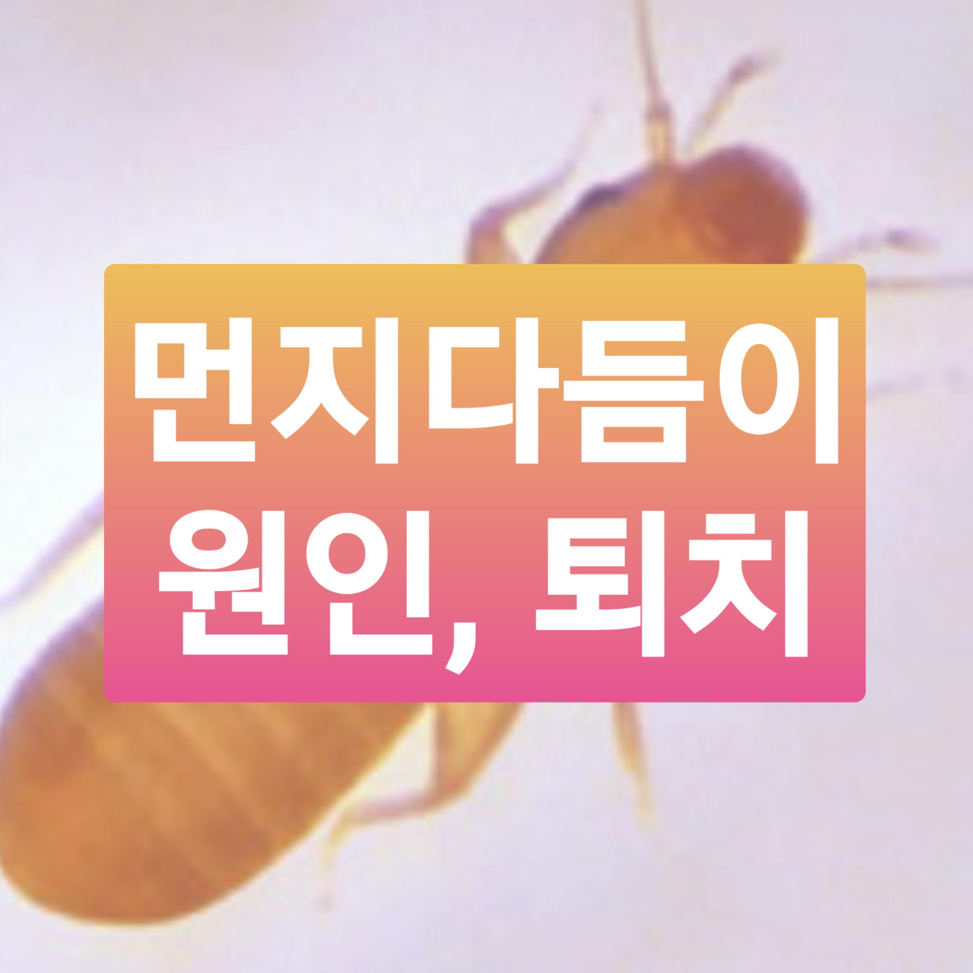  먼지다듬이 원인, 퇴치 완벽히! (로보킬, 피톤치드)