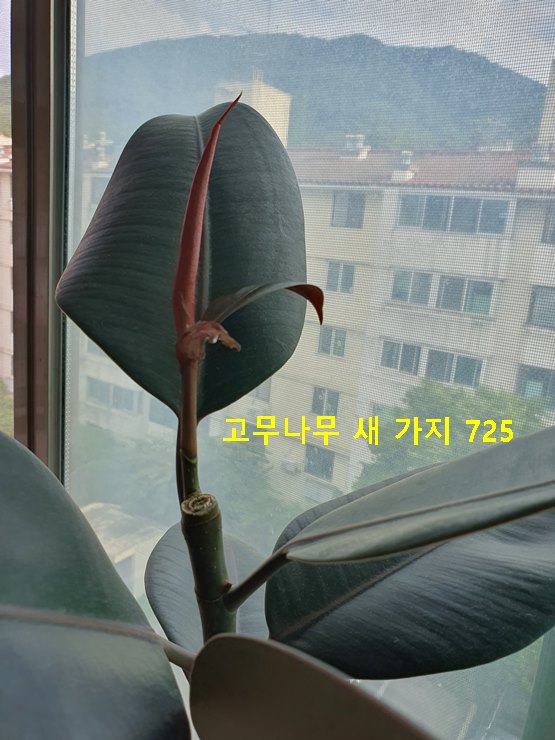 고무나무 새 가지 725