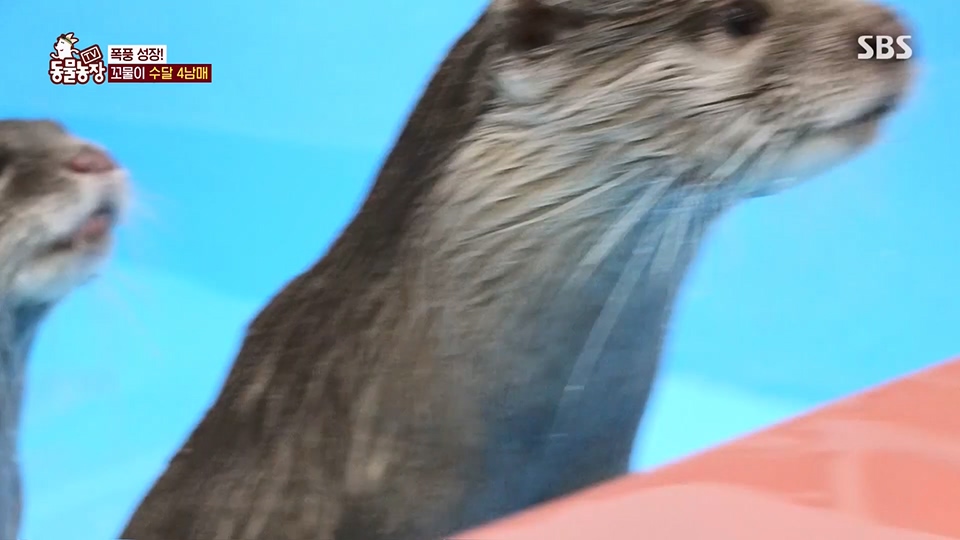 TV 동물농장.E1128.230709p.H264-F1RST.mp4_20230709_183601.768.jpg