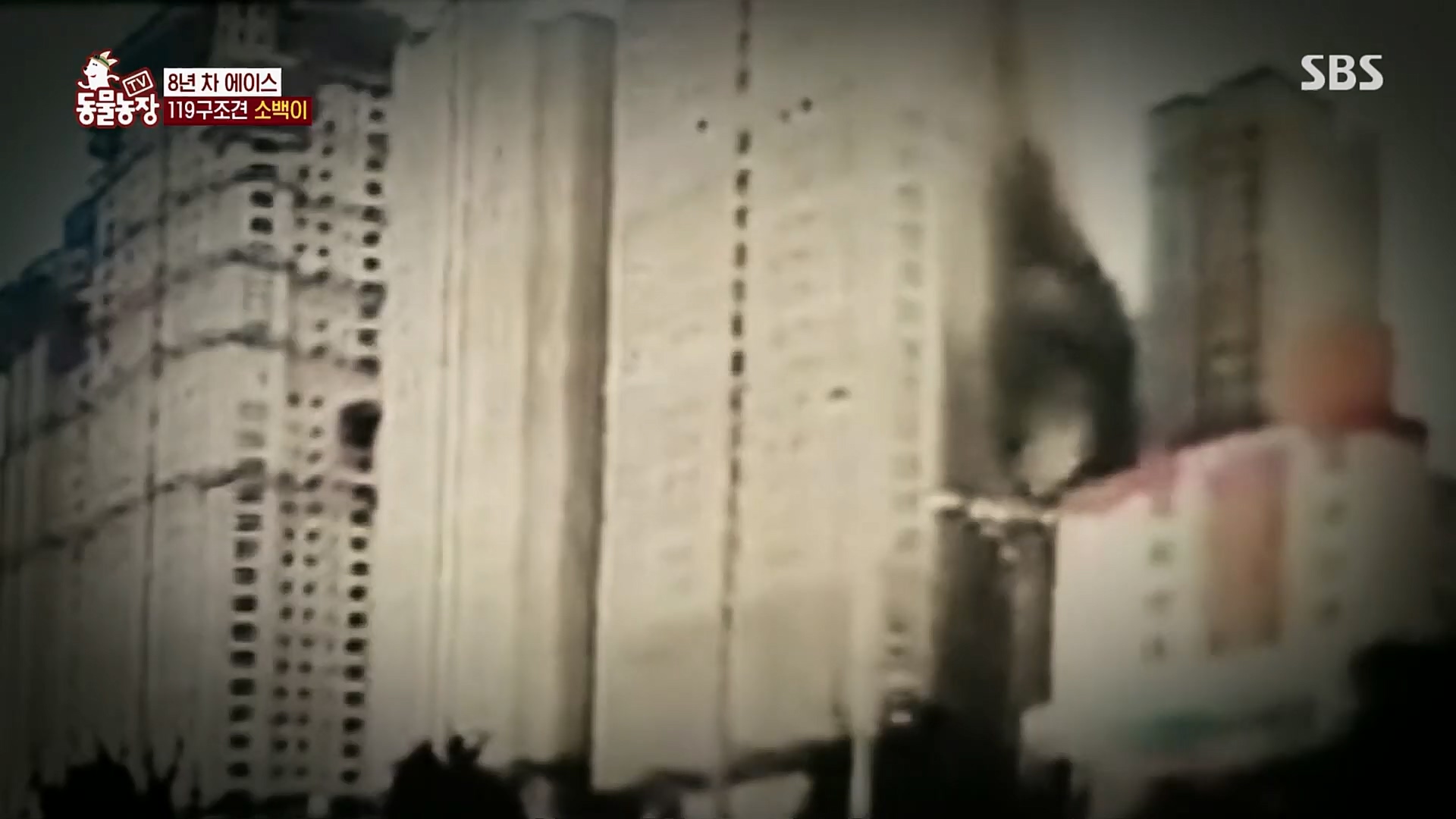 TV 동물농장.E1109.230226p.H264-F1RST.mp4_20230226_161919.837.jpg