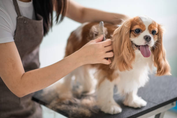 강아지나 고양이 털을 간단하게 치우는 6가지 방법