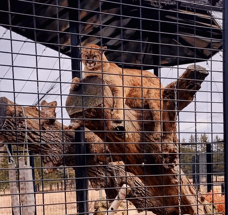 밥캣이-나무기둥-위에-앉아있는-모습