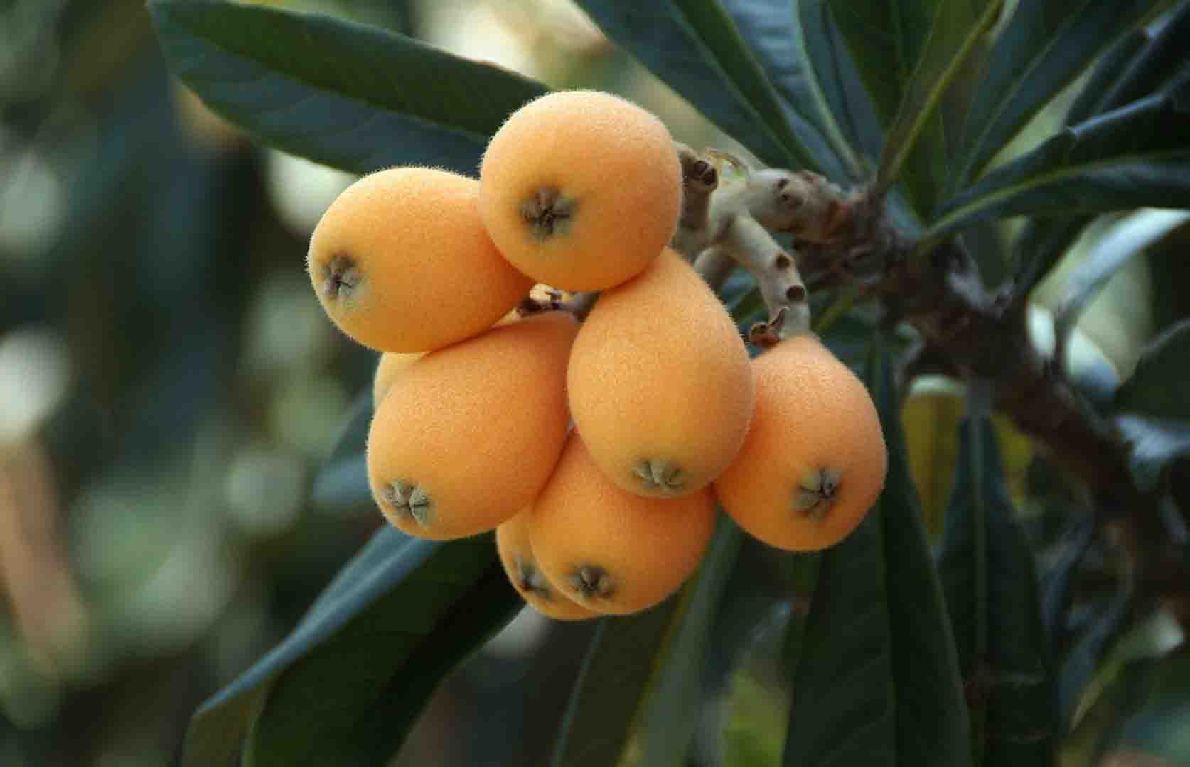 주황색의-비파나무-열매