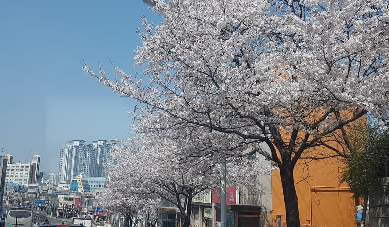 대전 테미고개길 벚꽃 사진