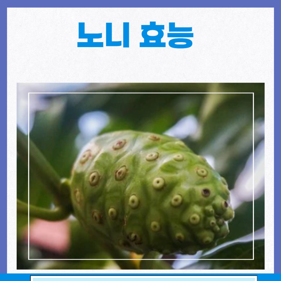 노니차 마시는 법, 분말 먹는 법 및 효과 및 부작용 4
