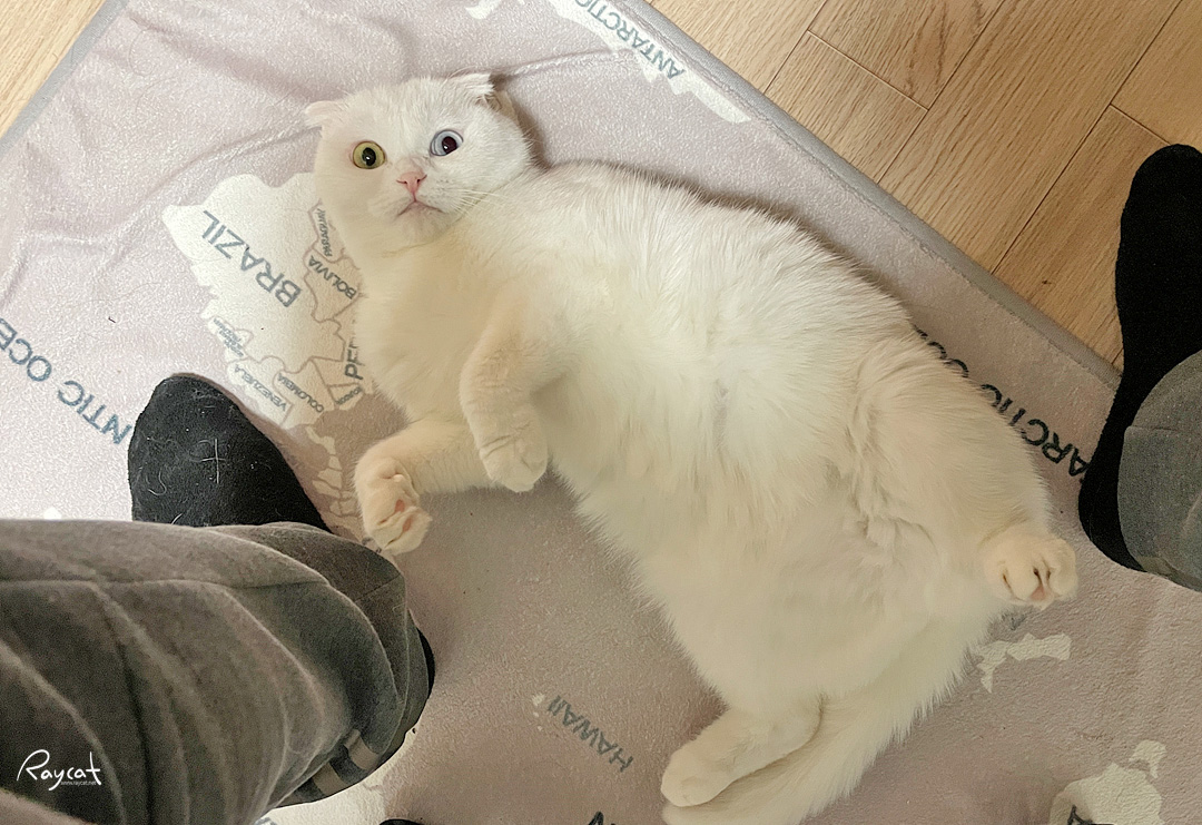 발 밑에서 발라당 애교만점 고양이 발 밑에서 발라당 애교만점 고양이