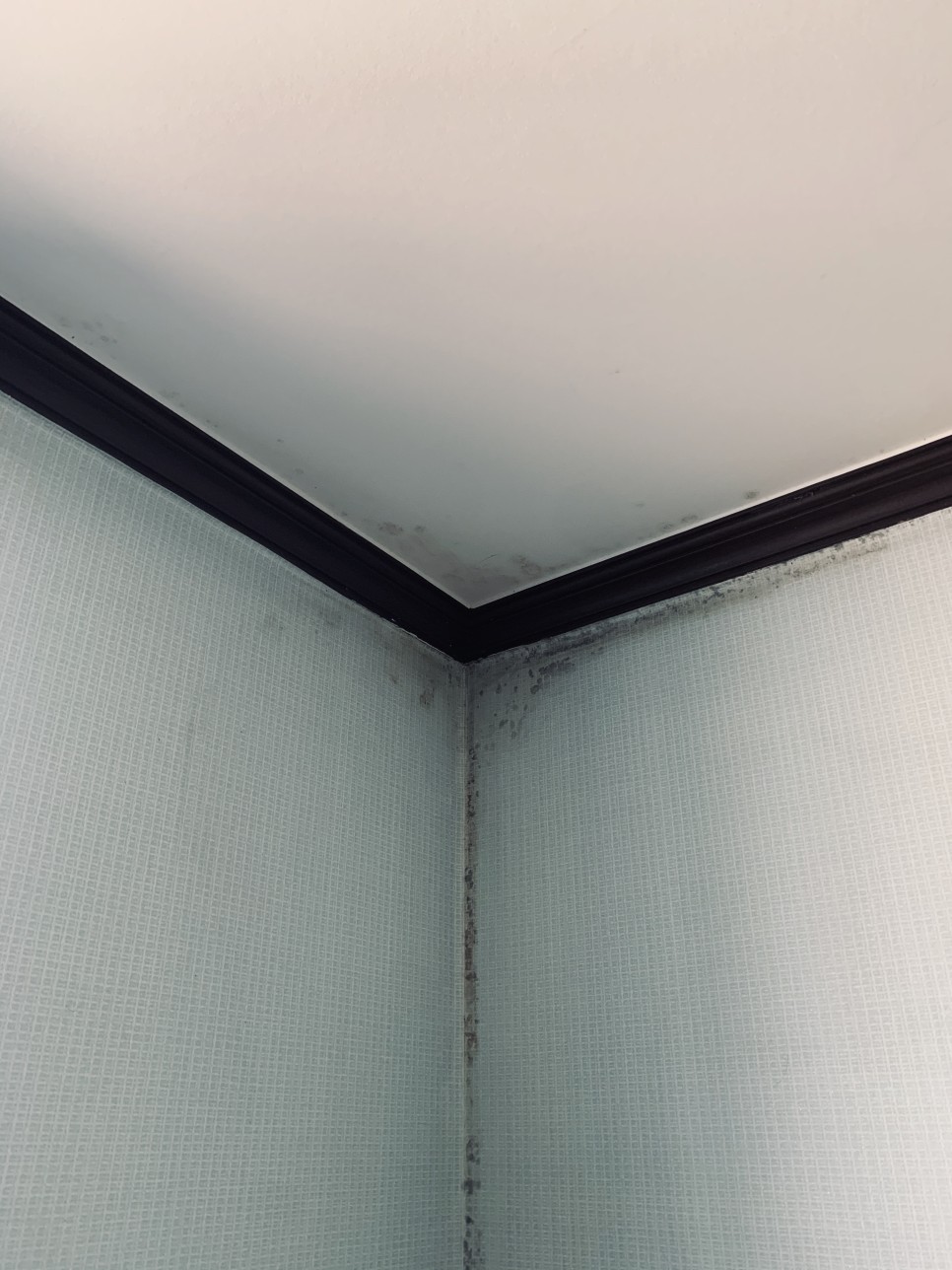 벽지곰팡이 제거 12