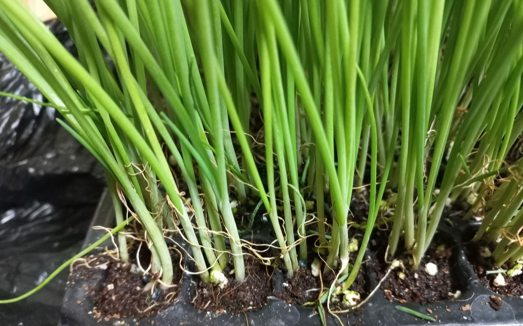 파 모종 뿌리 부분 사진