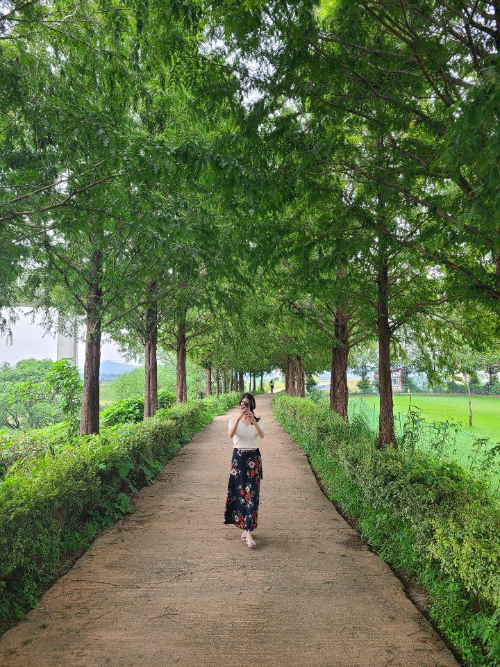  [공주 산책 데이트] 아름다운 자연 풍경 공주 메타세콰이어 길