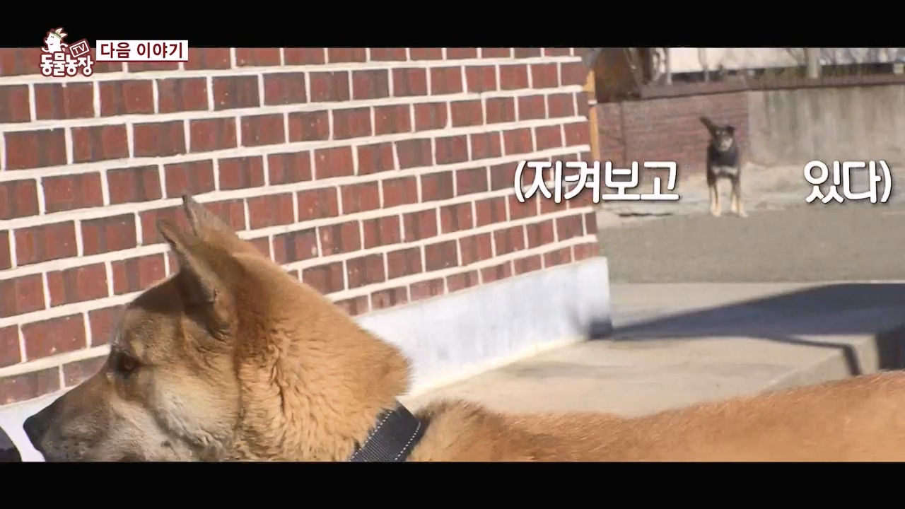 TV 동물농장.E1156.240129p-NEXT.mp4_20240128_191747.331.jpg