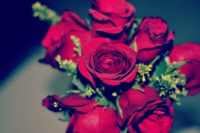 붉은 장미꽃 사진