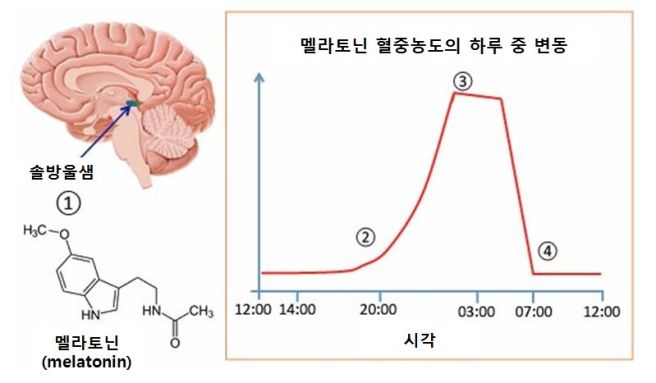 멜라토닌 효능 및 부작용