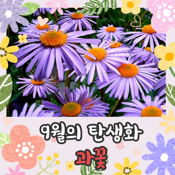  9월의 탄생화 괴테의 사랑점 과꽃과 일별 탄생화