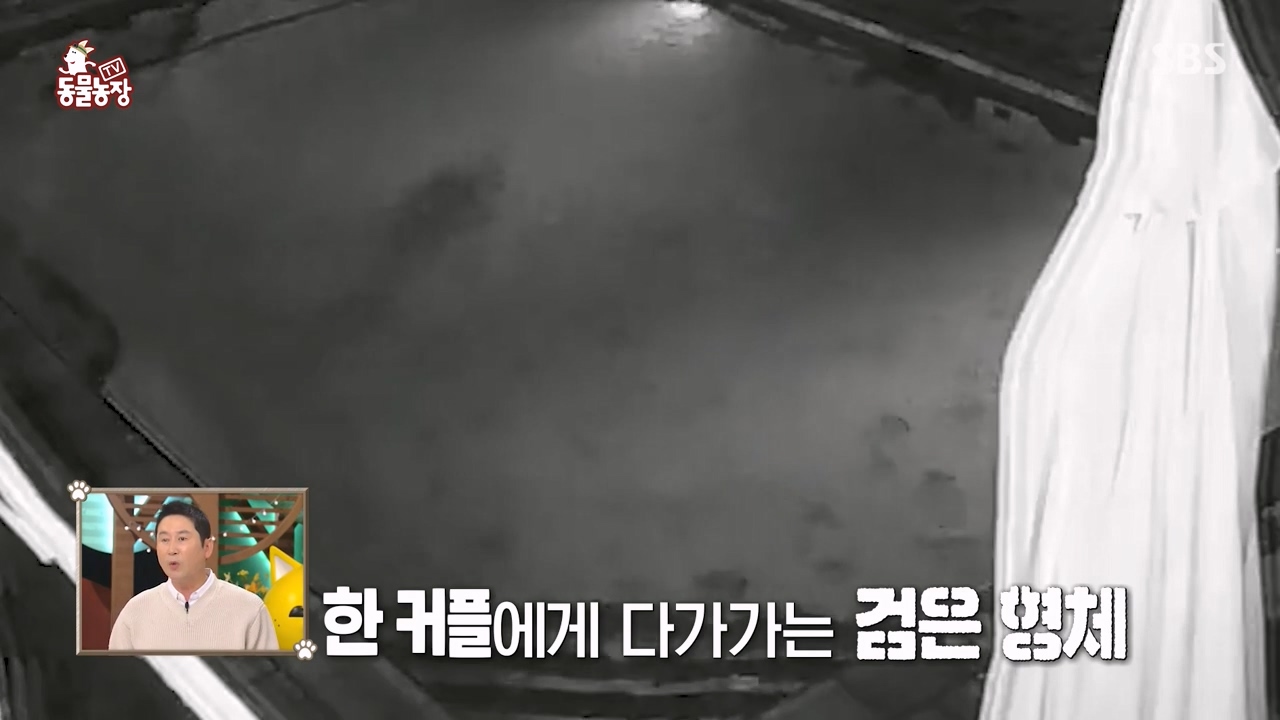 TV 동물농장.E1131.230731p-NEXT.mp4_20230730_190932.898.jpg