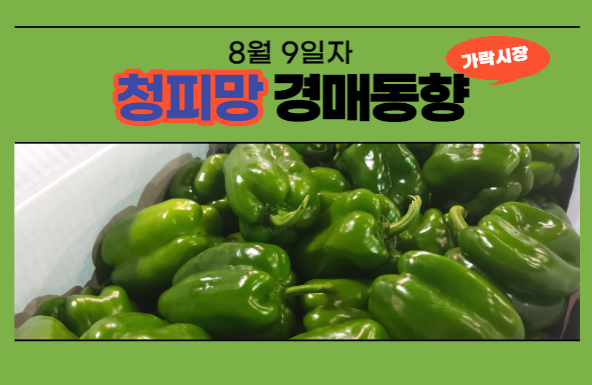  [경매사 일일보고] 8월 9일자 가락시장 청피망 경매동향을 살펴보겠습니다!