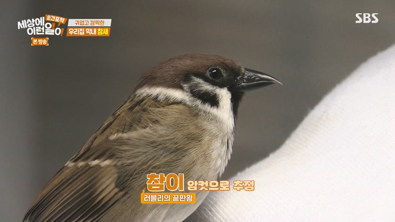 순간포착 세상에 이런일이.E1272.240407p-NEXT.mp4_20240407_175001.782.jpg