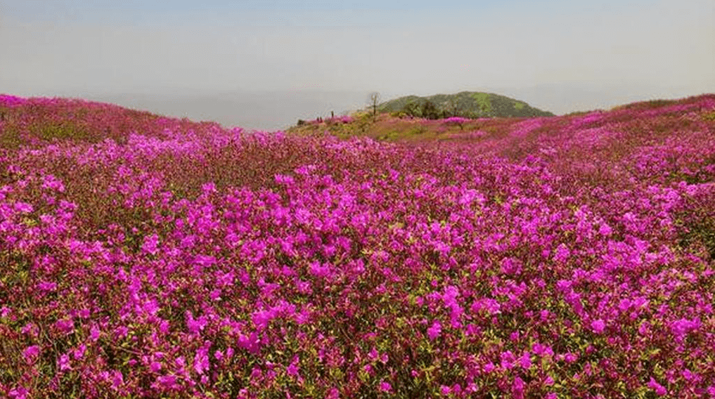 황매산 철쭉 개화시기