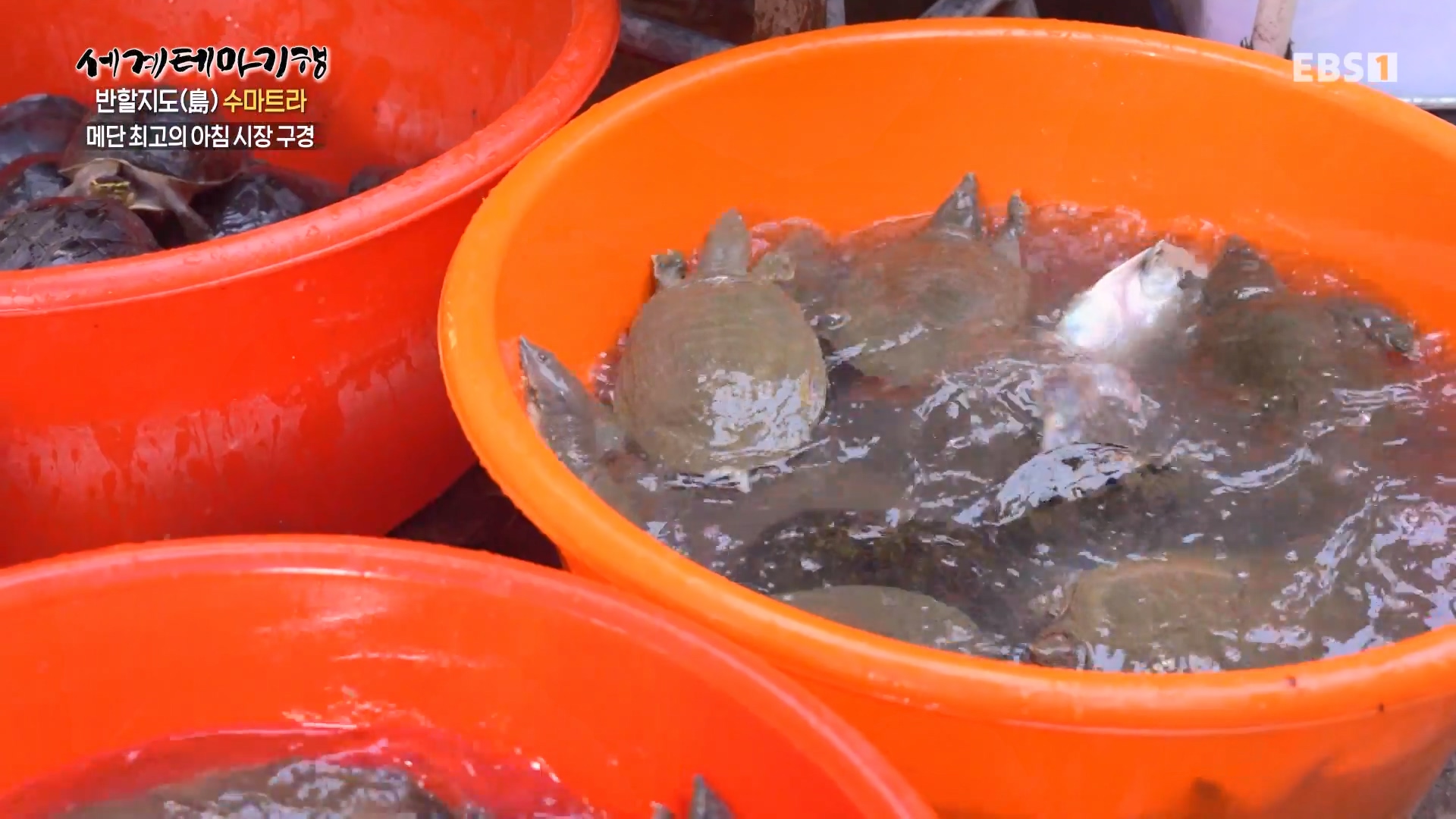 세계테마기행.230731.반할지도(島) 수마트라-1.북수마트라 제대로 즐기기.mp4_20230820_122418.580.jpg