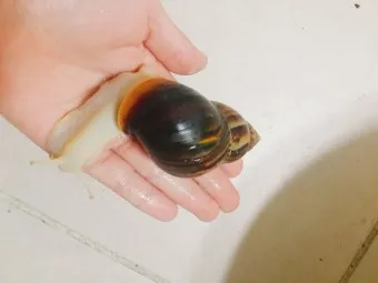 백와달팽이 가격 키우기 분양 수명 먹이 성격 종류_10