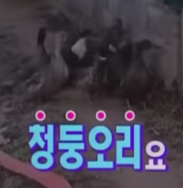  충청도 할머니의 흥정방법