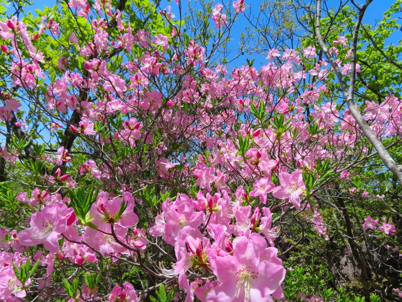 블랙야크 100+, Y출렁다리, 28