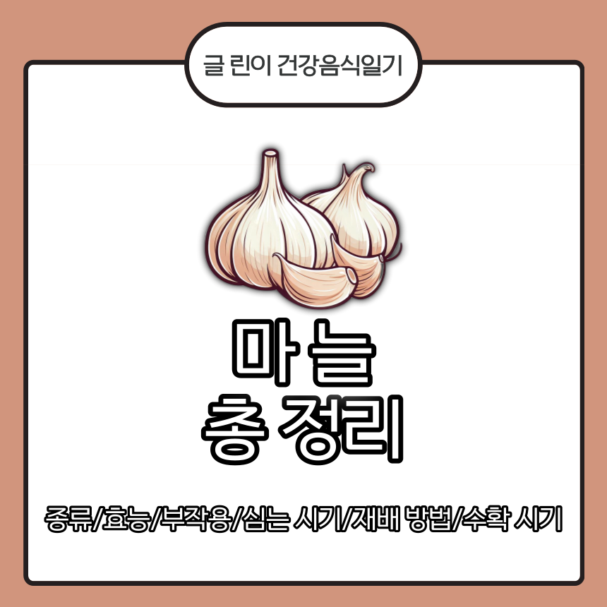  마늘 총 정리 : 종류/효능/부작용/심는 시기/재배 방법/수확 시기