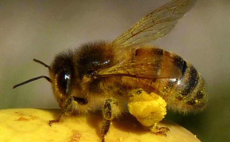 꿀벌-화분-효능