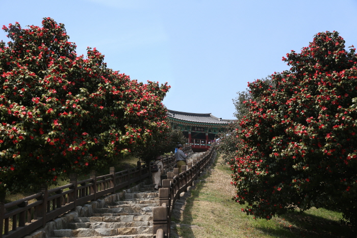 서천군 마량리 동백나무숲