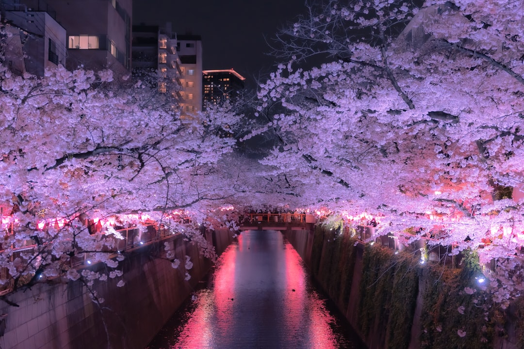 Cherry Blossom Festival