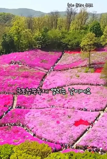 군포 철쭉축제 주차장(무료 주차장&amp;#44; 셔틀버스) 2025