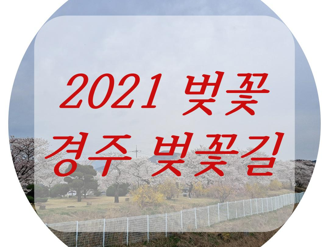 2021 벚꽃 개화시기 벚꽃 명소 풍경