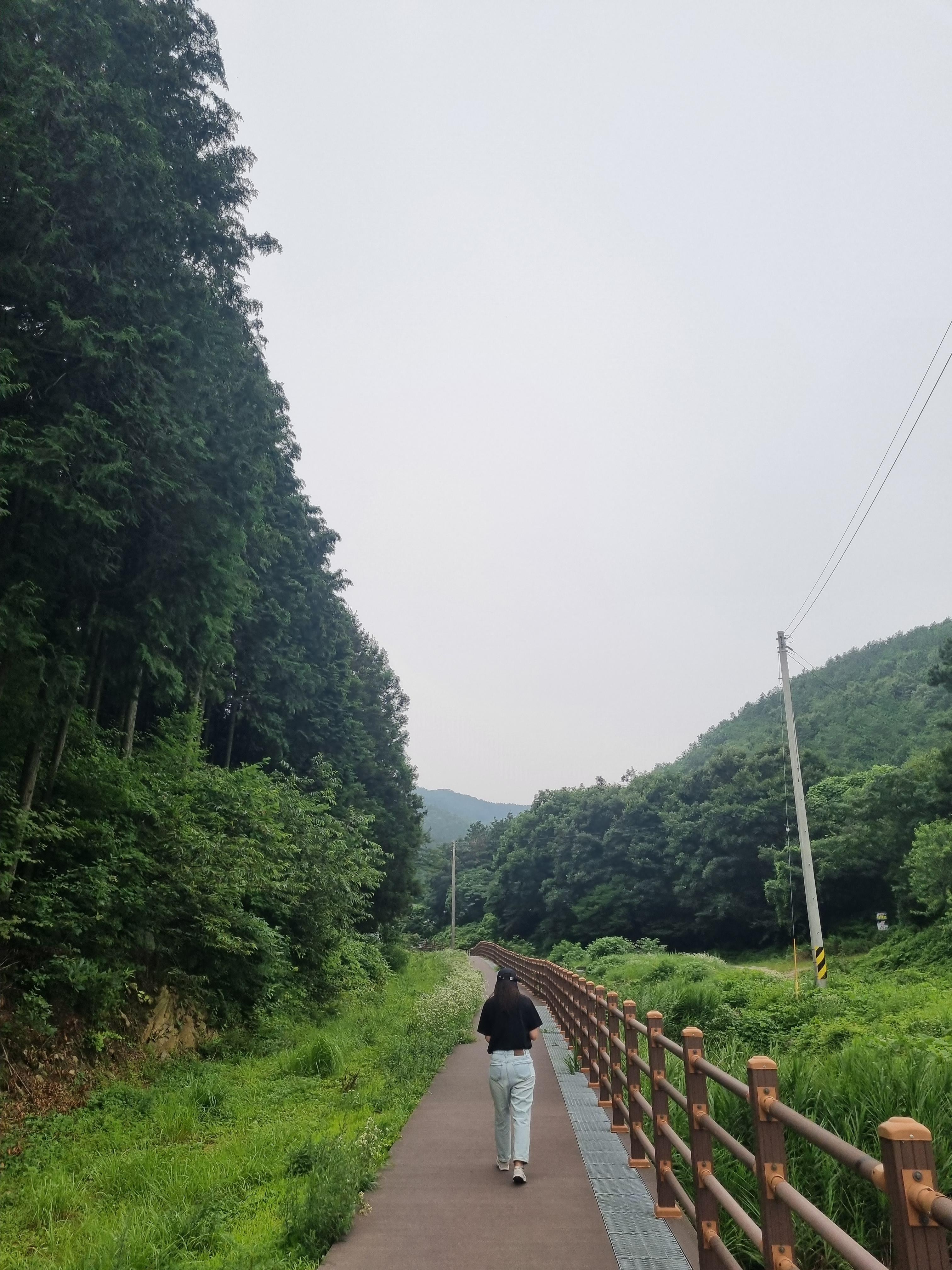 축령산_편백나무_숲_가는길