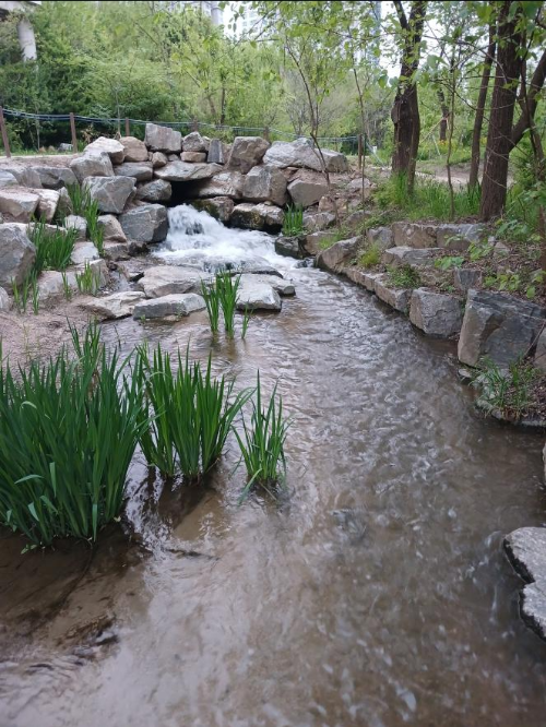 A small stream flowing through rocks and spring plants in Saetgang Ecological Park-여의도 샛강생태공원에서 돌과 봄 식물이 어우러진 작은 개울